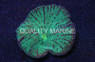 Green Big Eye Chalice Coral :: 52087