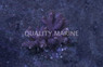 Purple Branching Montipora Coral :: 52090