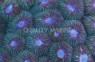 Green Honeycomb Coral :: 52092