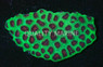 Xmas Favia Brain Coral :: 52108