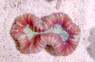 Red Trachyphyllia Coral :: 52115