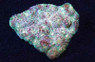 Colored Chalice Coral :: 52124