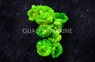 Metallic Green Big Pipe Trumpet Coral :: 52129