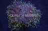 Metallic Green Torch Coral :: 52158
