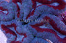 Super Red/Blue Lobophyllia Brain Coral :: 52176