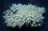 Green Pipe Organ Coral :: 52184