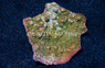 Pink Eye Green Chalice Coral :: 52203