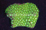 Brain Neon Green :: 52204