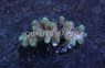 Green Polyp Stylophora Coral :: 52250