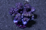 Red/Pink Pocillopora Coral :: 52258