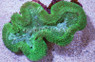 Neon Green Lobophyllia Brain Coral :: 52260