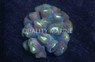 Green Big Pipe Trumpet Coral :: 52272