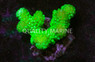Green Pocillopora Coral :: 52273