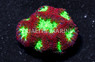 Red W/ Green Center Blastomussa Wellsi Coral :: 52306