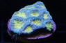 Pot of Gold Favia Brain Coral :: 52308