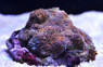 Orange Crush Echinata Coral :: 52361