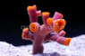 Orange Sun Coral :: 52371