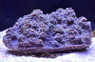 Green Marble Calypso Chalice Coral :: 52398