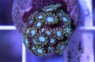 White/Blue Center Green Alveopora Coral :: 52426