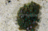 Assorted Colony Polyp :: 55500