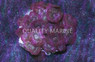 Assorted Actinodiscus Mushroom :: 55508