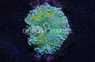 Colored Ricordea Yuma Mushroom   :: 55512