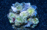 Colored Ricordea Yuma Mushroom :: 55512