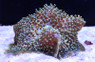 Giant Cup Mushroom Coral :: 55513