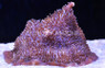 Giant Cup Mushroom Coral :: 55514