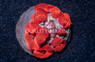 Red Actinodiscus Mushroom :: 55523
