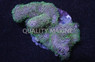 Green Branching Starburst Polyp :: 55534