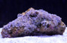Blue Short Stem Waving Hand Coral :: 55538