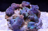 Blue Stripe Actinodiscus Mushroom :: 55550