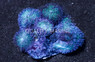 Colored Hairy Mushroom :: 55551