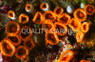Orange & Green Colony Polyp :: 55557