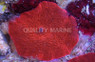 Super Red Actinodiscus Mushroom (per polyp) :: 55565