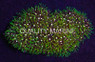 Metallic Green Starburst Polyp :: 55589