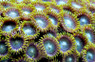 Zoa, Radioactive Dragon Eye :: 55590