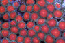 Red Micro Colony Polyp :: 55596