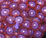 Zoa, Orangeface w/Red Skirt-Horizon :: 55610