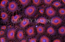 KeddRedd Colony Polyp :: 55611