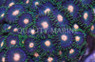 Green Bay Packer Colony Polyp :: 55612