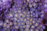 Starfire Colony Polyp :: 55619
