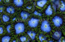 Pinwheel Colony Polyp :: 55624