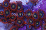Flaming Sun Colony Polyp :: 55628