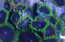Joker Colony Polyp :: 55643