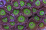Candy Apple Green Colony Polyp :: 55645