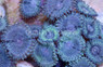 Dusky Diamonds Colony Polyp :: 55646