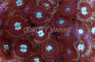 Houdini's Colony Polyp :: 55649