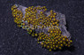 King Midas Colony Polyp :: 55654
